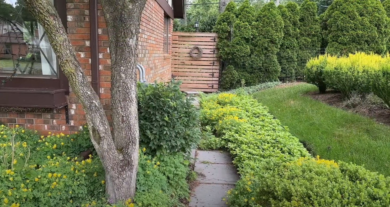 Landscaped garden pathway with healthy shrubs and wooden privacy fence