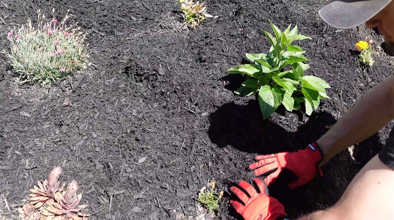 Landscaper applying fresh mulch to garden bed with flowers and succulents